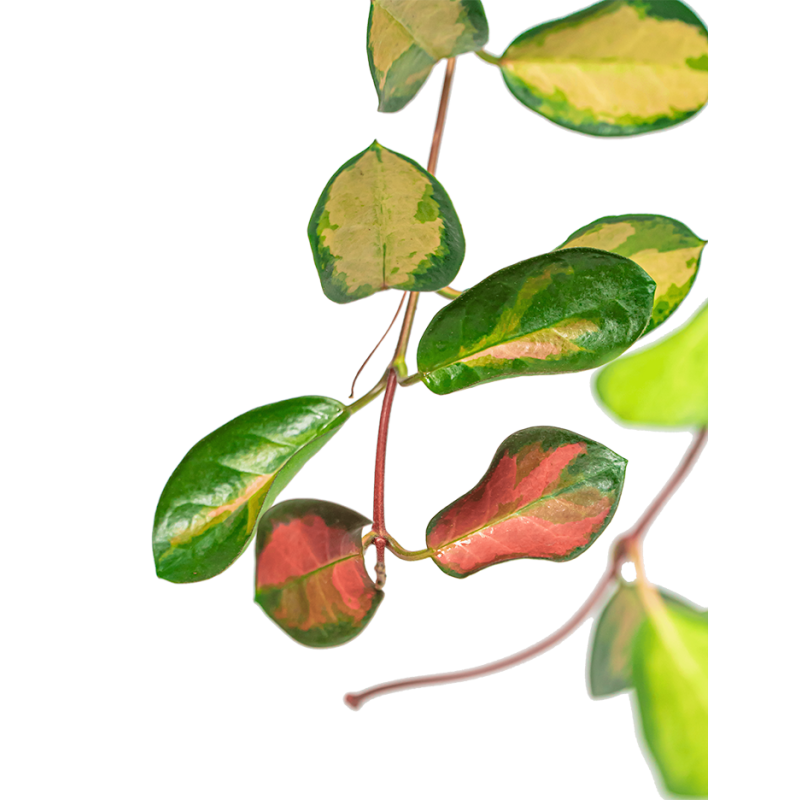 Hoya Carnosa Tricolor