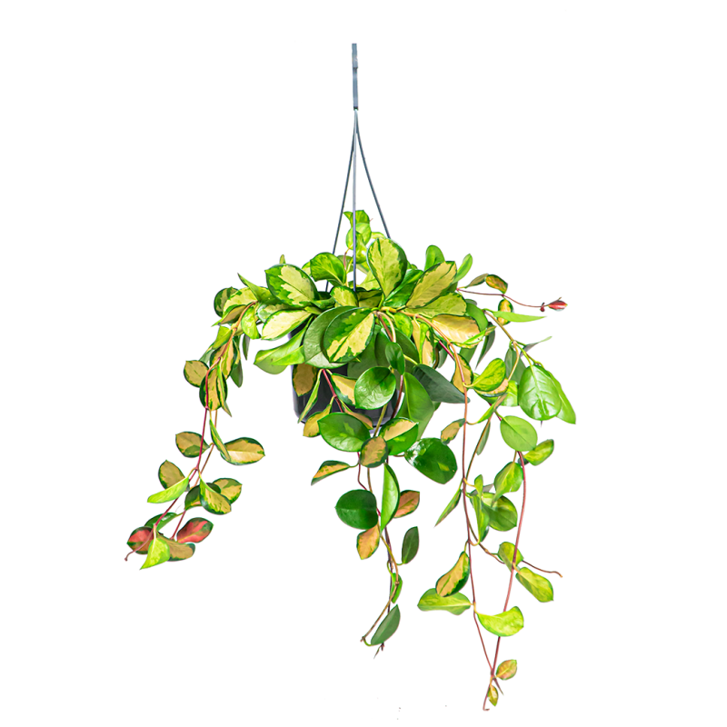 Hoya Carnosa Tricolor