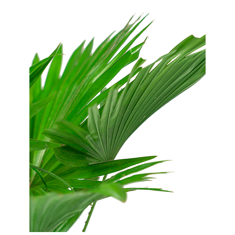Livistona Rotundifolia 