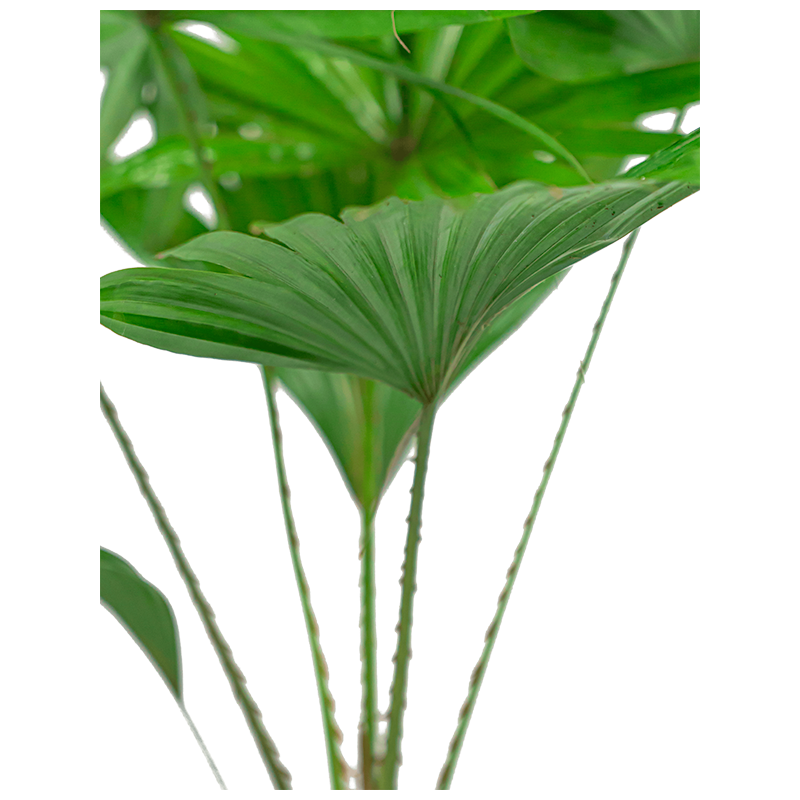 Livistona Rotundifolia in Elho Greenville grijs