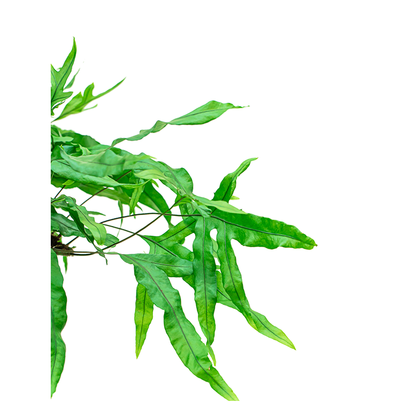 Microsorum Diversifolium 