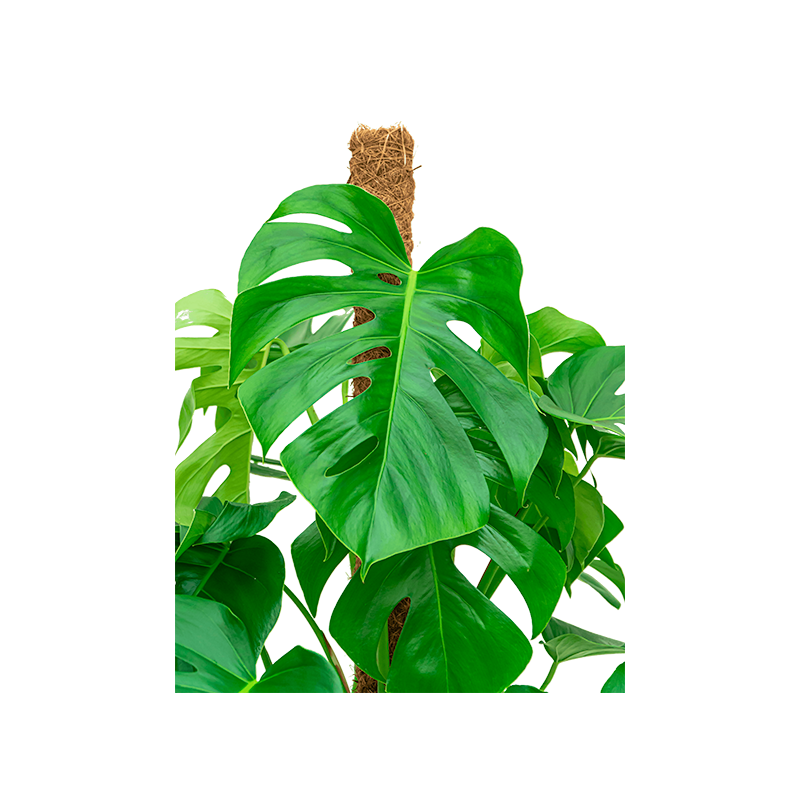 Monstera deliciosa mosstok