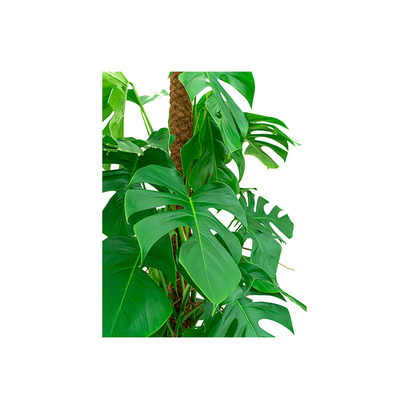 Monstera deliciosa mosstok