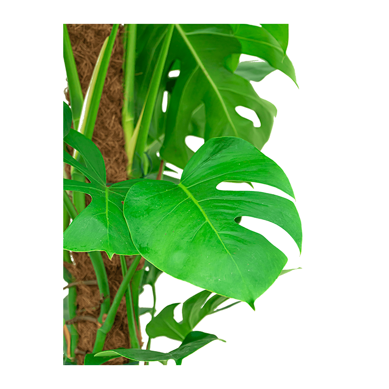 Monstera Deliciosa mosstok in watergevende Classico zilver