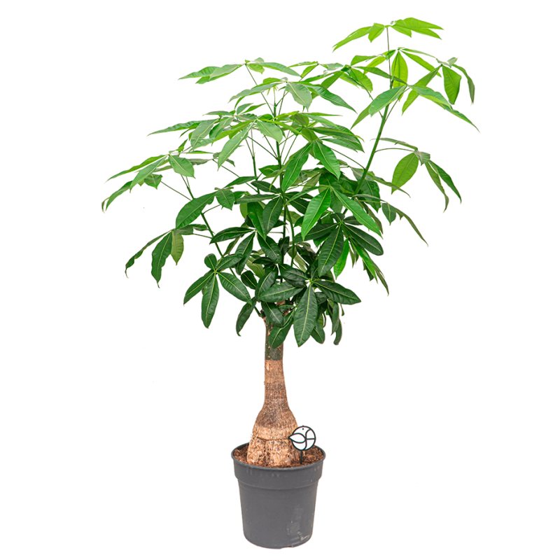 Pachira aquatica rechte stam