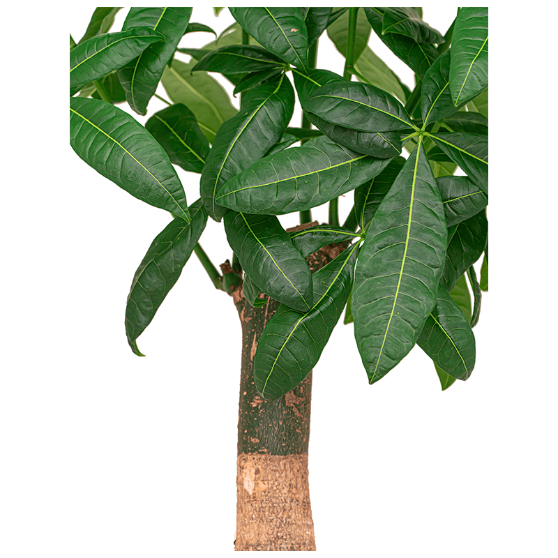 Pachira aquatica rechte stam