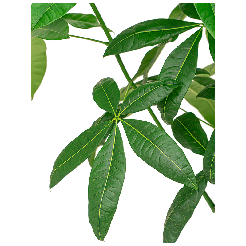 Pachira aquatica rechte stam