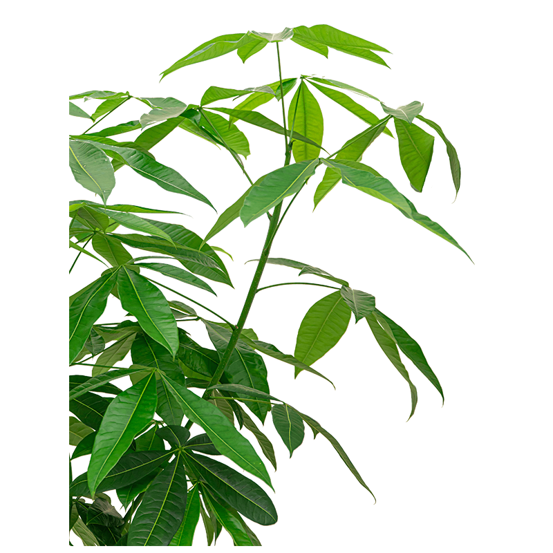 Pachira aquatica rechte stam