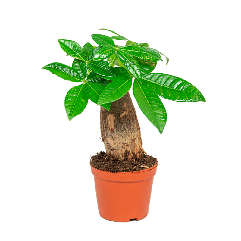 Pachira Aquatica Bonsai