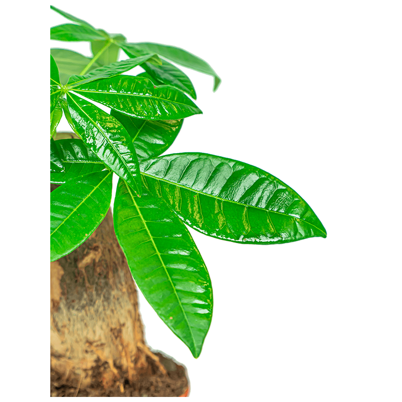 Pachira Aquatica Bonsai