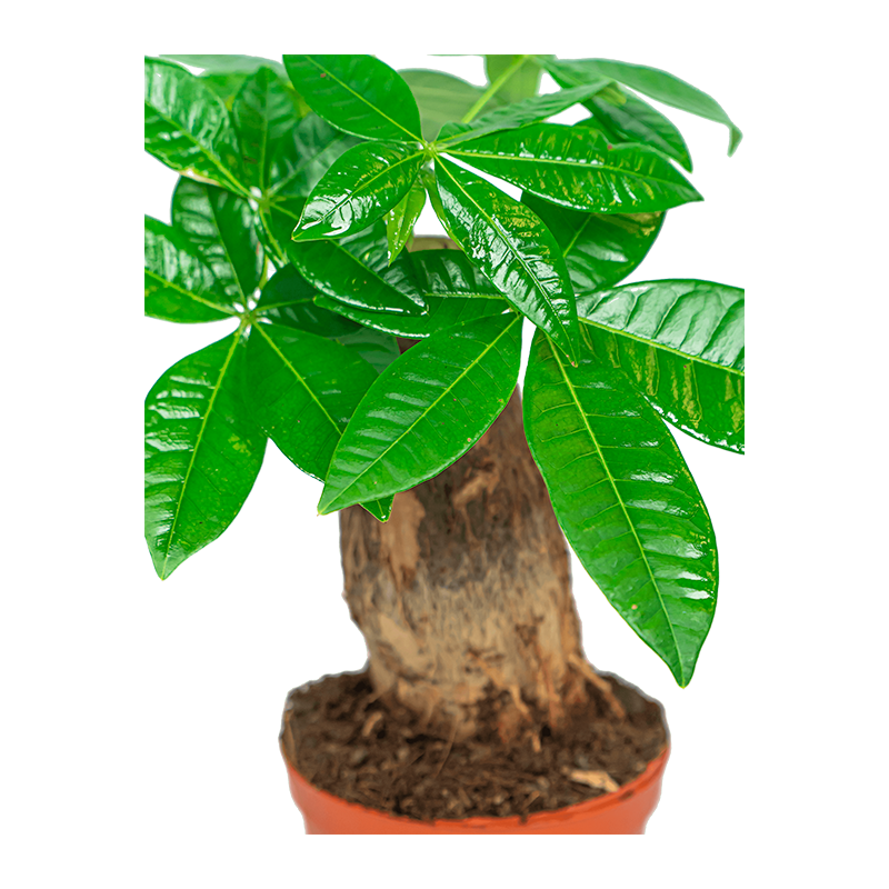 Pachira Aquatica Bonsai