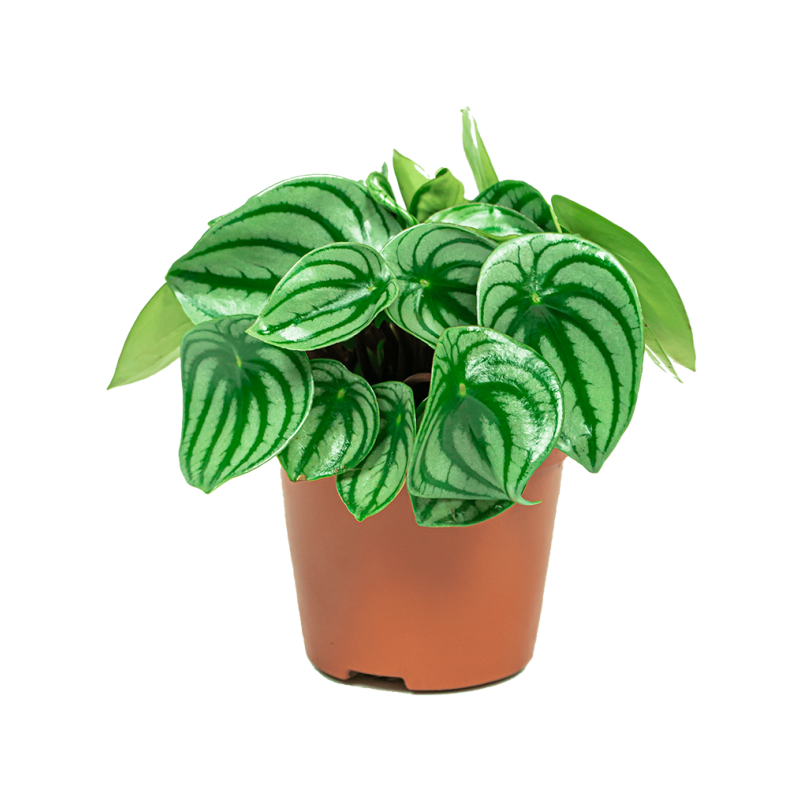 Peperomia Argyreia 