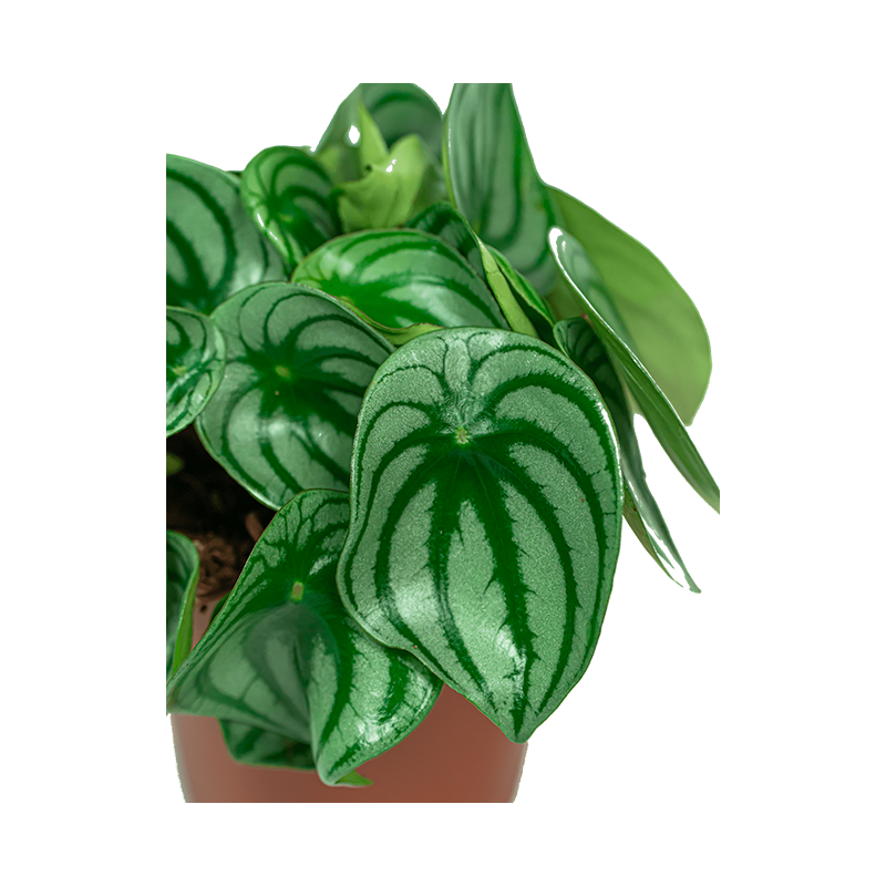 Peperomia Argyreia 