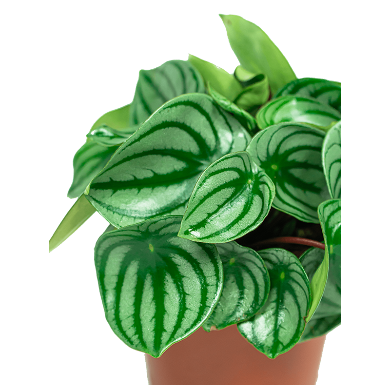 Peperomia Argyreia 