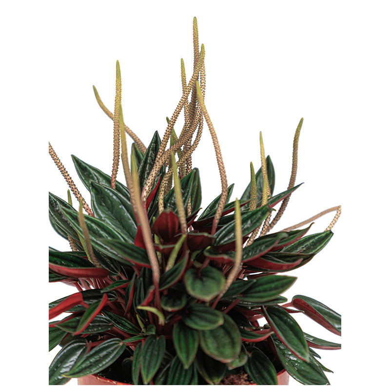 Peperomia Caperata Rosso