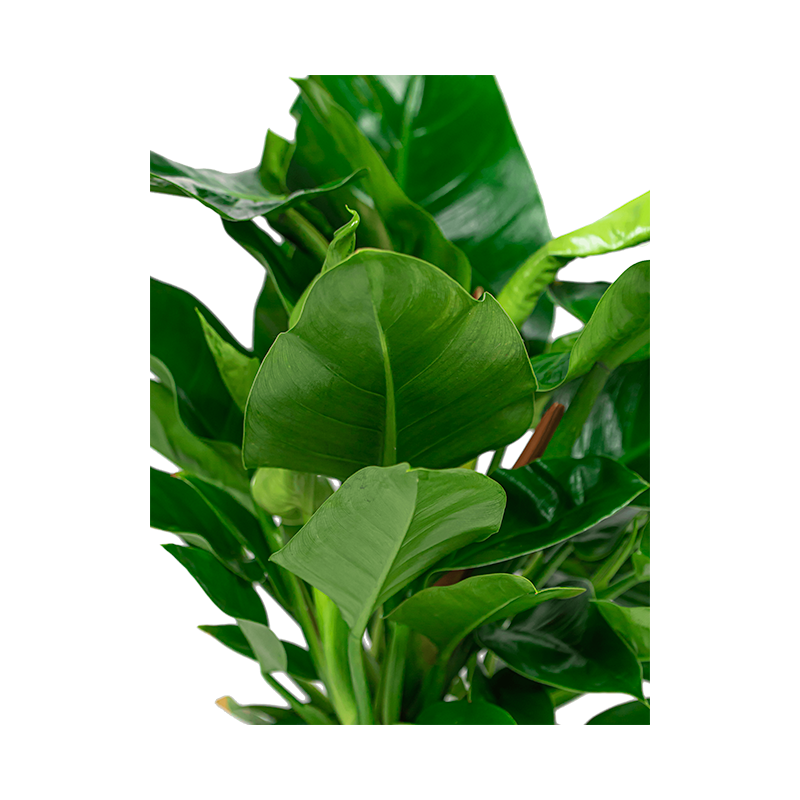 Philodendron Imperial Green in watergevende Cubico rood