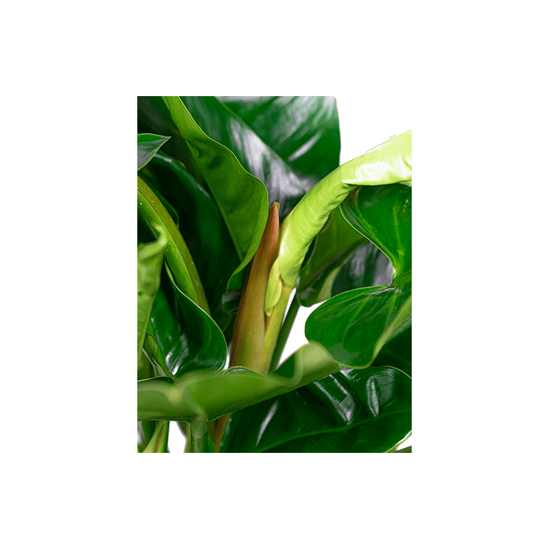 Philodendron Imperial Green in Pure Cone zwart