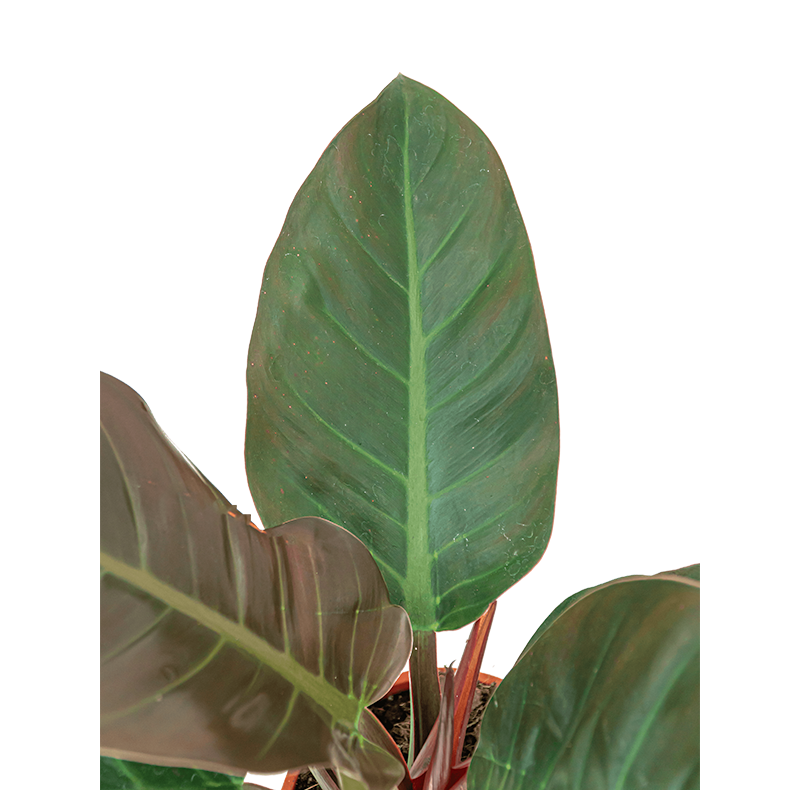 Philodendron Imperial Red