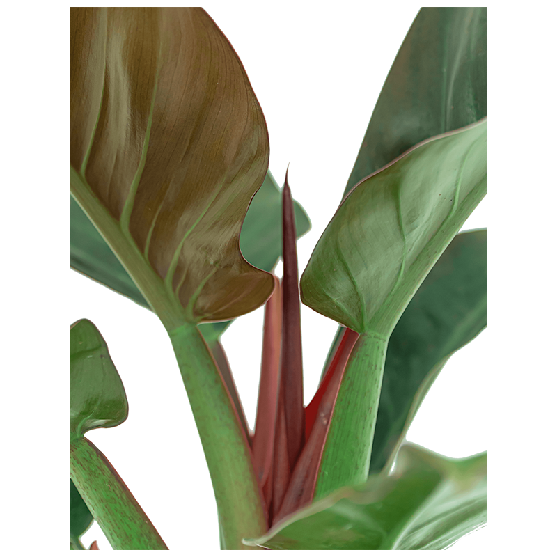 Philodendron Imperial Red