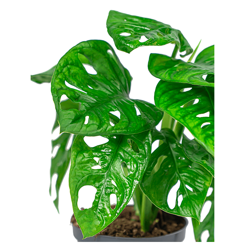 Monstera Adansonii in cylinderglas