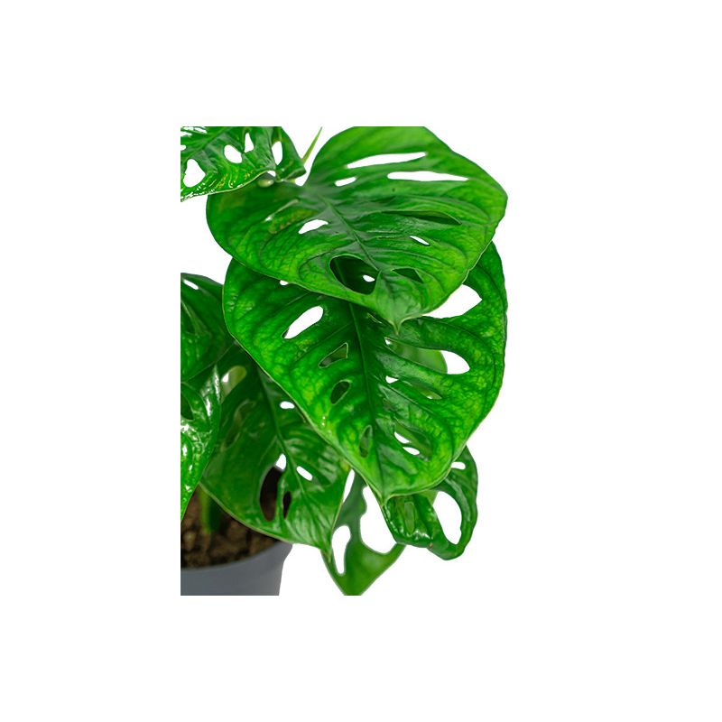 Monstera adansonii in Elho Vibes lila