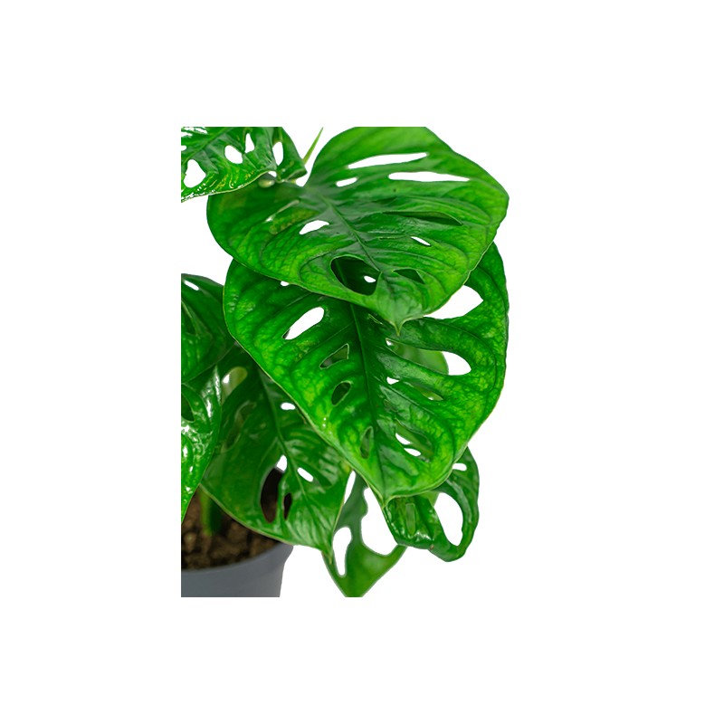 Monstera Adansonii in bolglas met LED