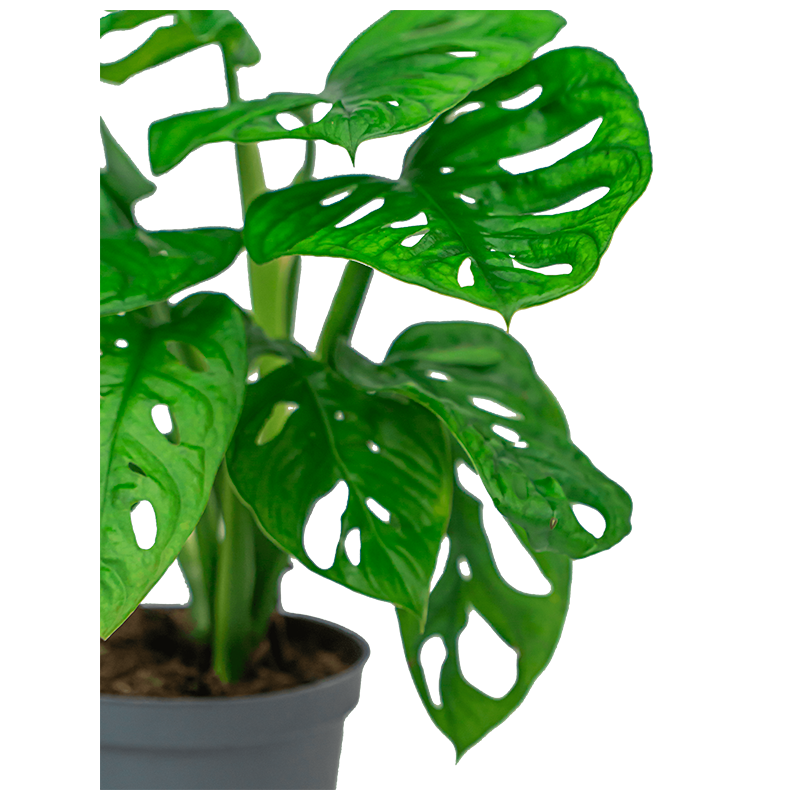 Monstera Adansonii