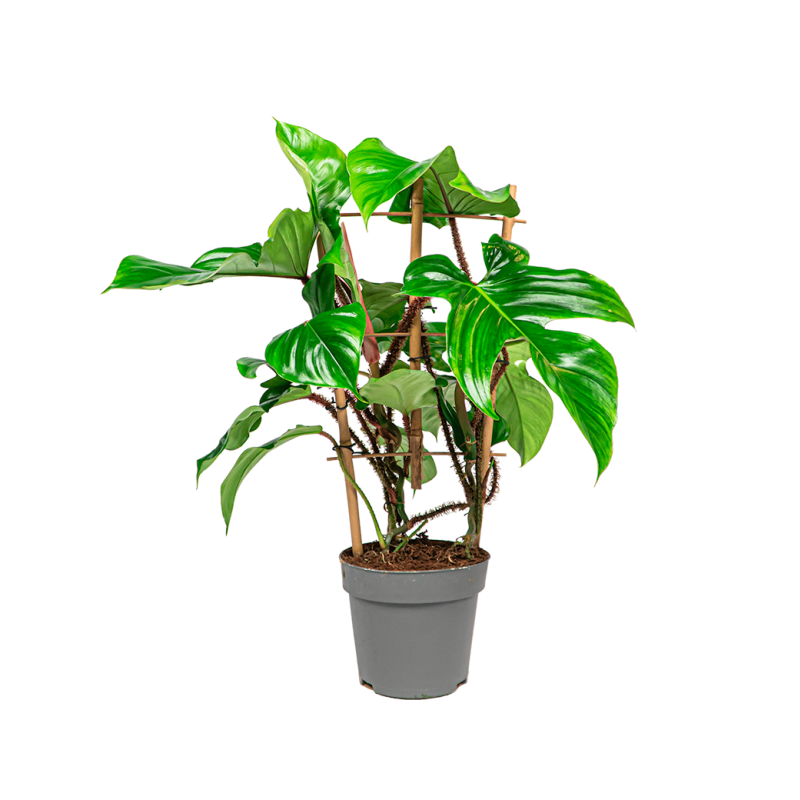 Philodendron squamiferum bush