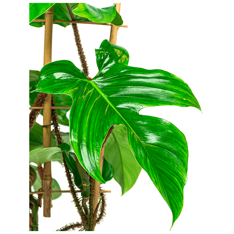 Philodendron squamiferum bush