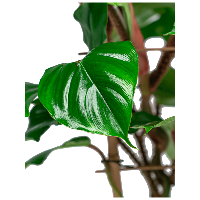 Philodendron squamiferum bush