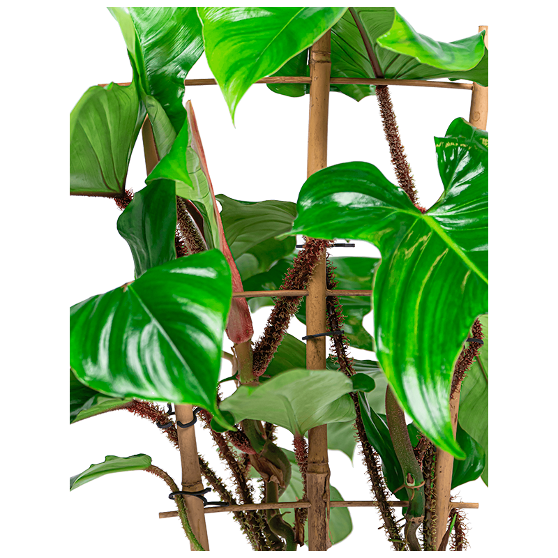 Philodendron squamiferum