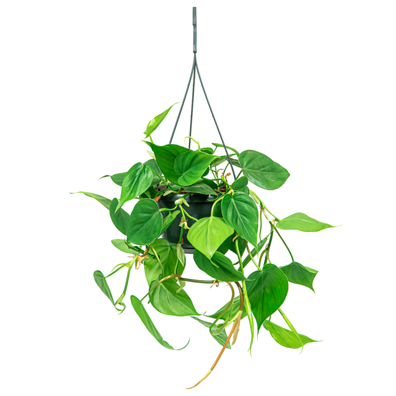 Philodendron Scandens