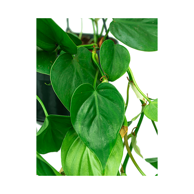 Philodendron scandens