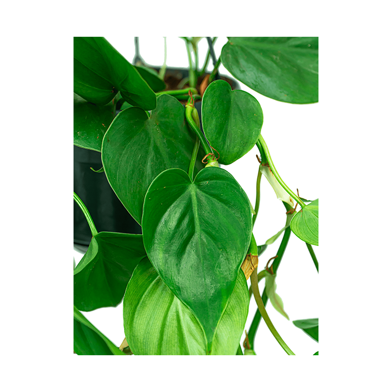 Philodendron Scandens S