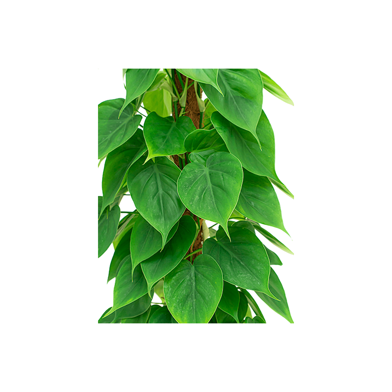 Philodendron Scandens piramide