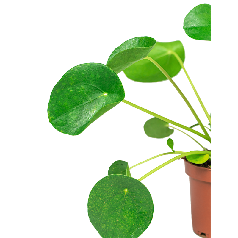 Pilea Peperomioides in Elho Vibes blauw