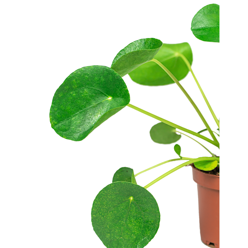 Pilea Peperomioides in Elho Vibes wit