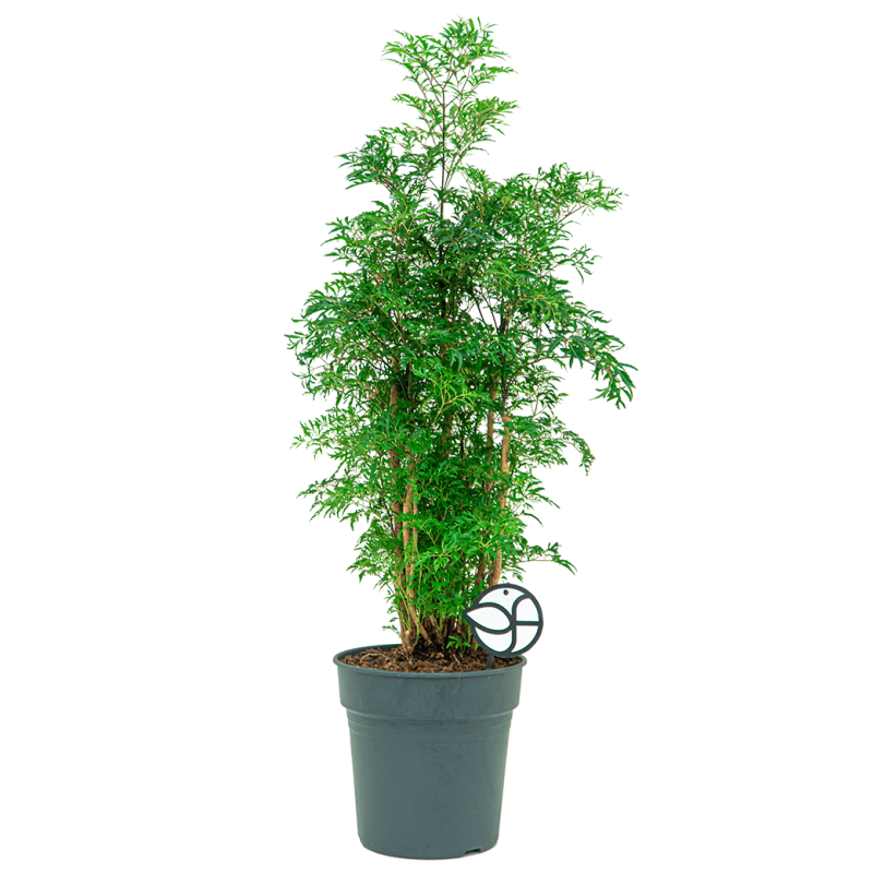 Polyscias Ming 