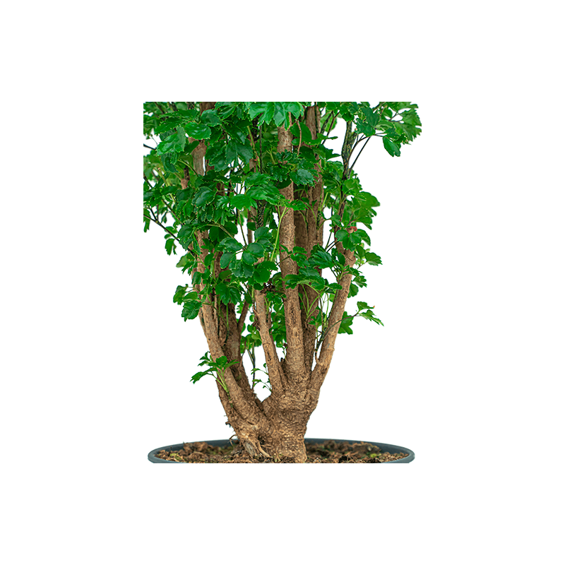 Polyscias Roble 