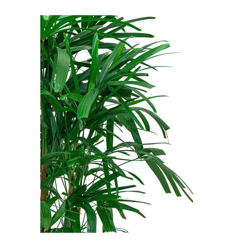 Rhapis excelsa - bims