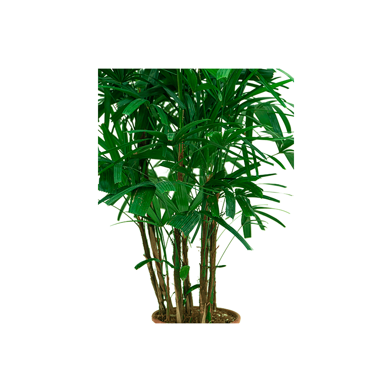 Rhapis Excelsa