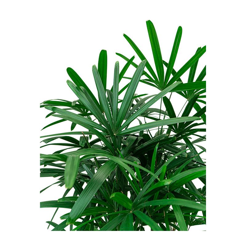 Rhapis excelsa - bims