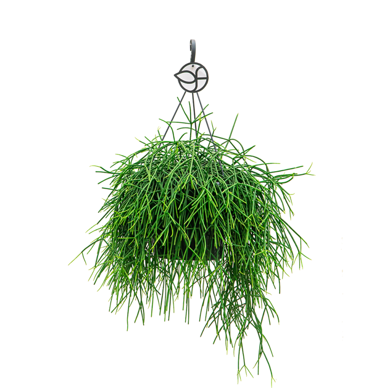 Rhipsalis Burchelli