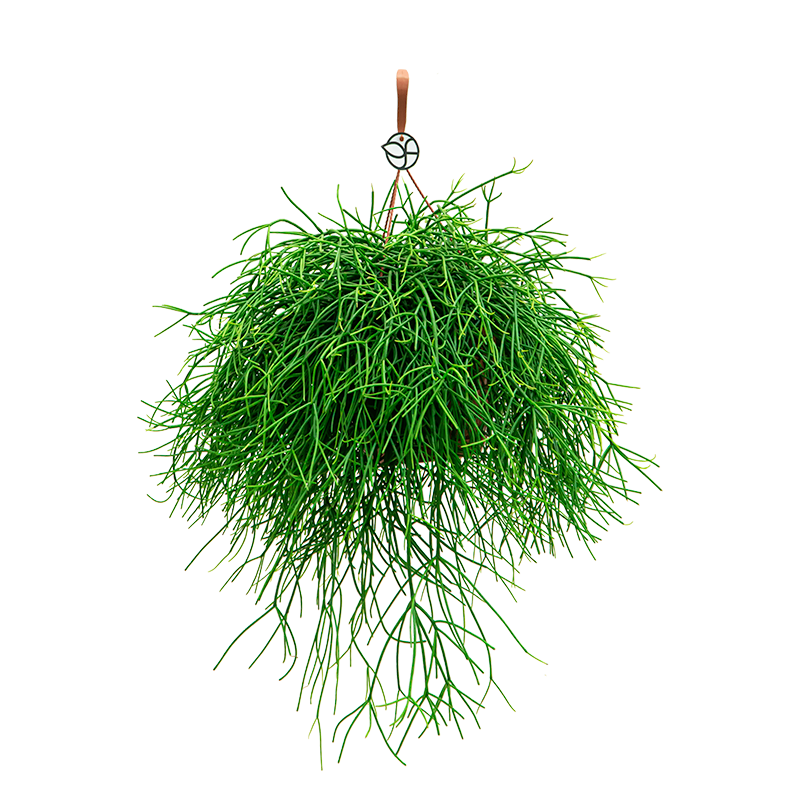 Rhipsalis Pulchra 