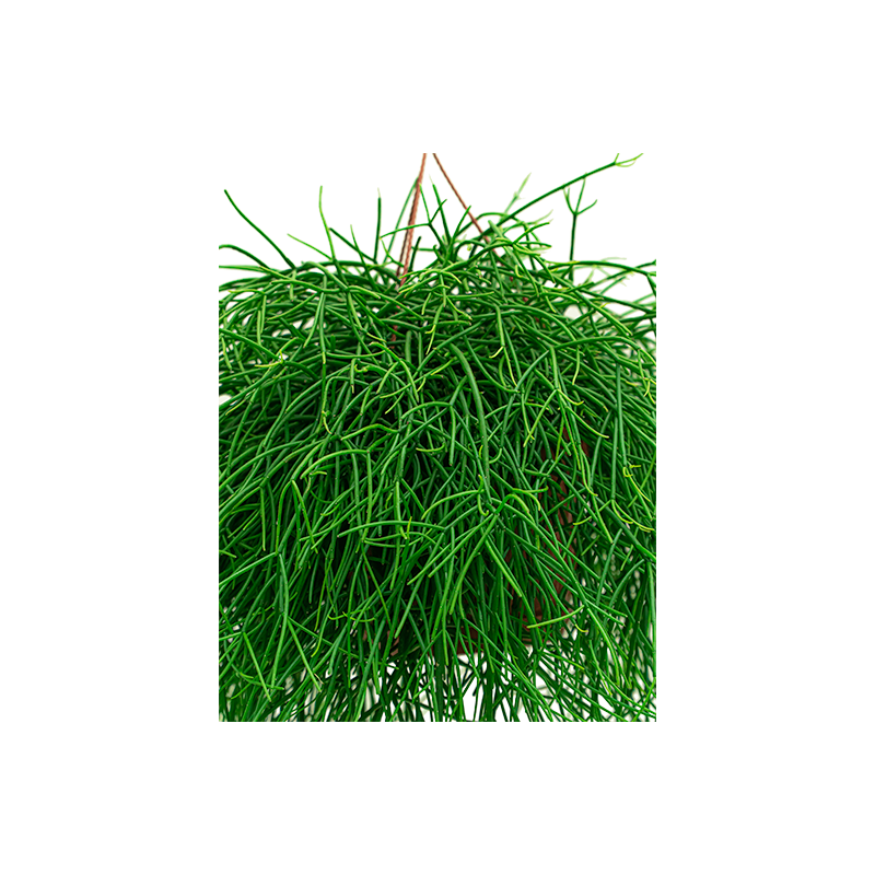 Rhipsalis Pulchra 