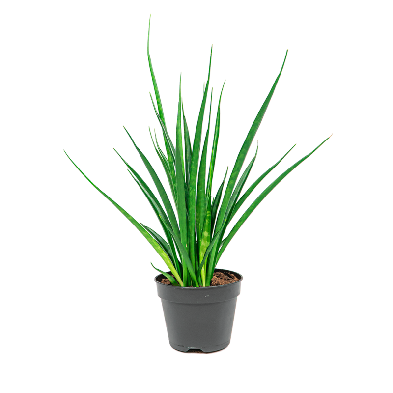 Sansevieria Kirkii 