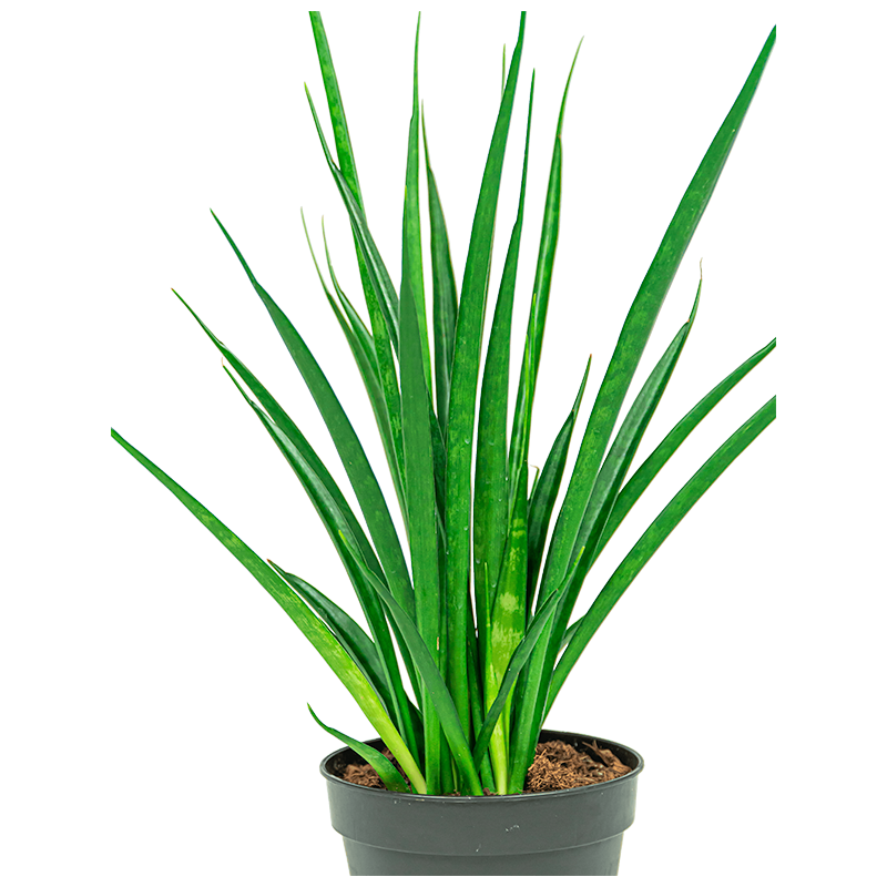 Sansevieria Kirkii 