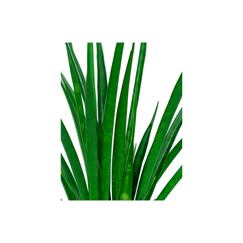 Sansevieria Kirkii hydrocultuur in Runner vierkant zwart