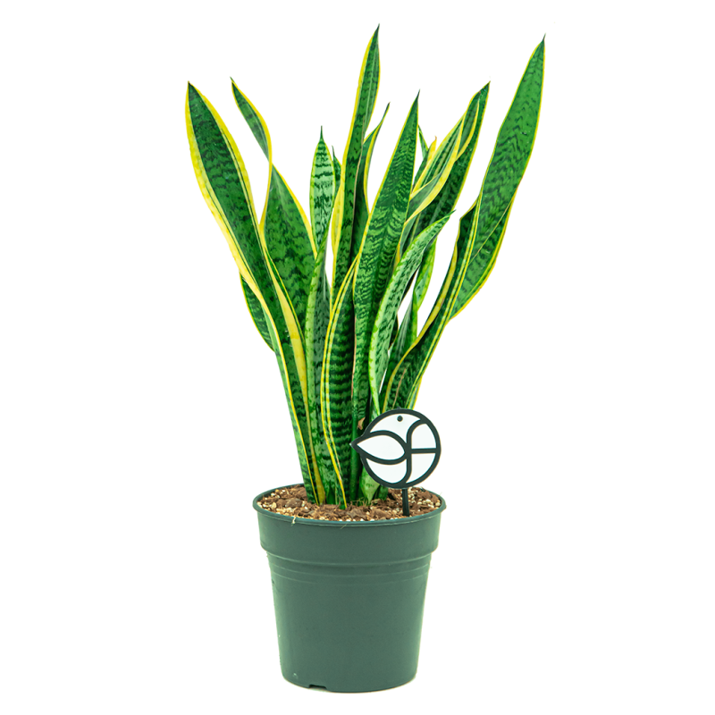 Sansevieria Laurentii 