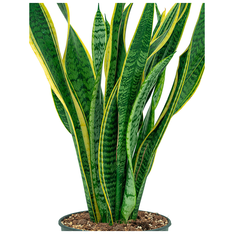 Sansevieria Laurentii 